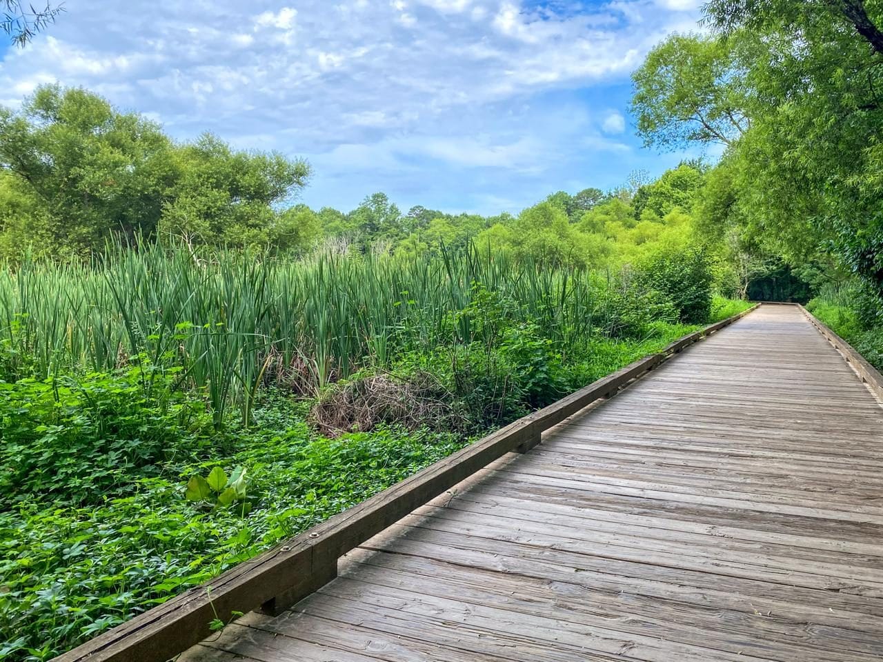 Four Mile Creek Greenway boardwalk